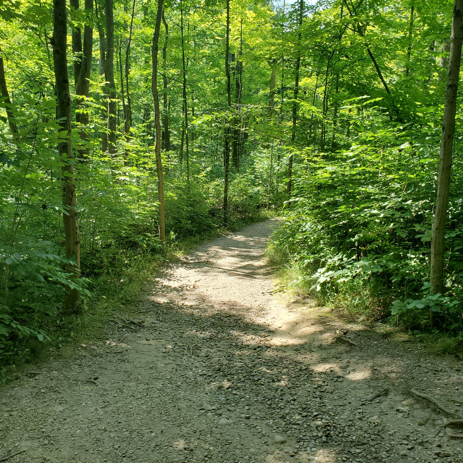 Stanford and Brandywine Gorge Trails 